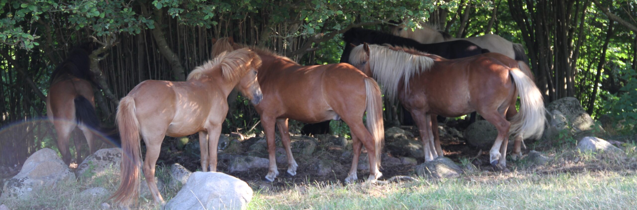 Heste der benyttes tillidsøvelser, sidebevægelser, longering, håndhesteridning og horsemanship
